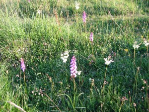 IMG_0020