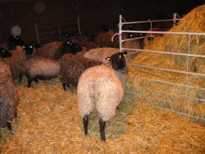 IMG_0028