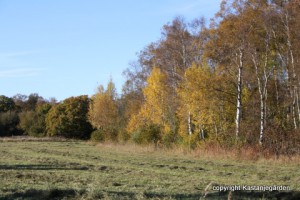 IMG_0585