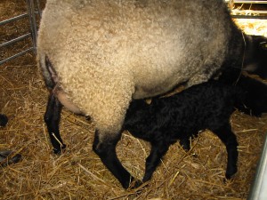 Påsk 004